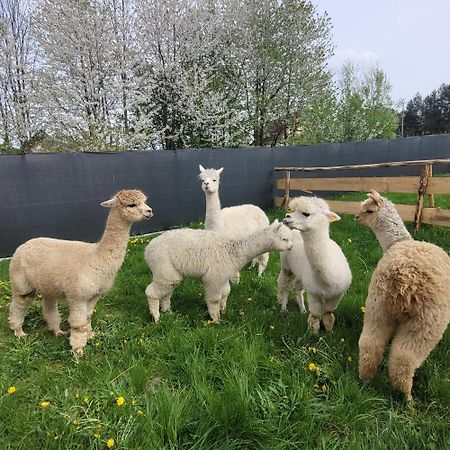 Domki Pod Lasem Villa Rokiciny Podhalanskie Dış mekan fotoğraf