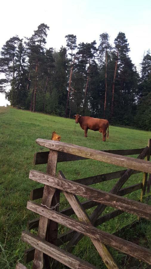 Domki Pod Lasem Villa Rokiciny Podhalanskie Dış mekan fotoğraf